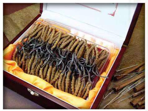 大连冬虫夏草回收